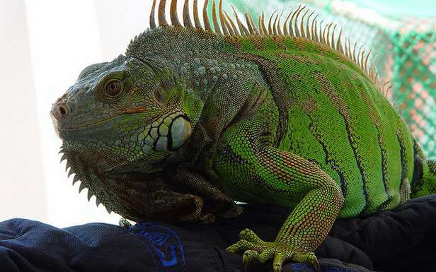 Iguana nie wygląda apetycznie (Fot. Flickr/-Cy-/Lic. CC by)