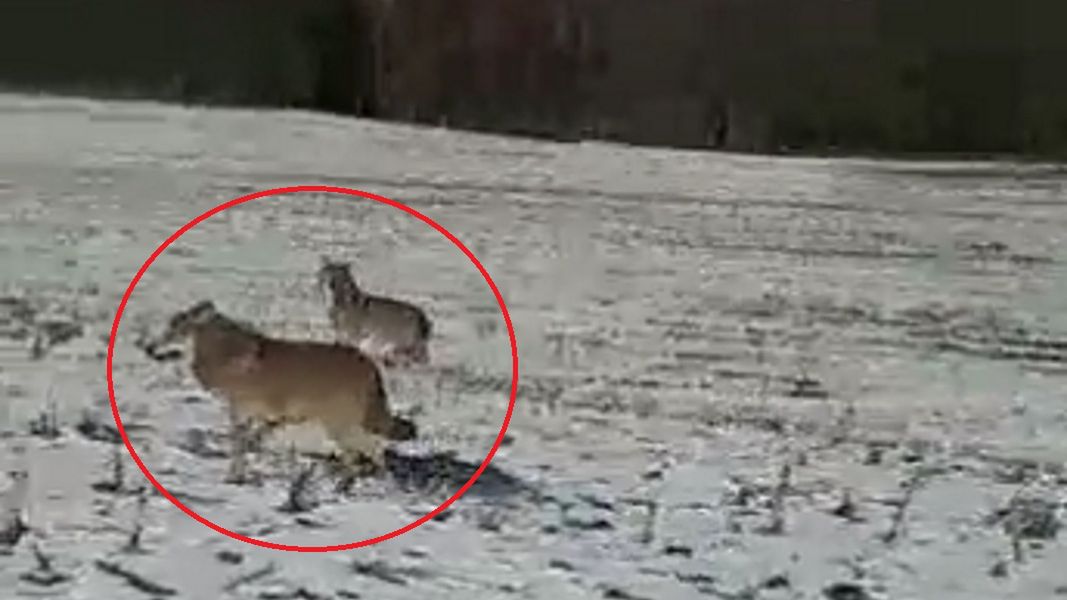 W miejscowości Stoboje pod Elblągiem grasują watahy wilków, które ostatnio  w środku dnia rozszarpały psa. 