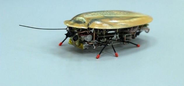 robo-karaluch