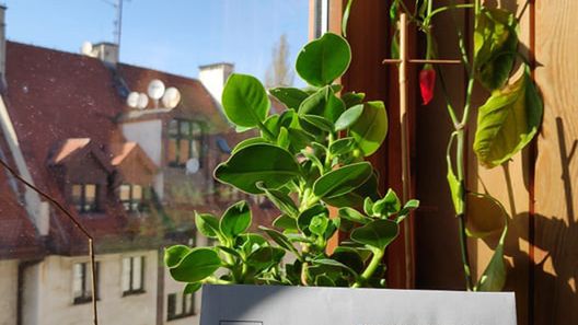 Wrocławskie ogrody społeczne działają. Tymczasem sadzonki rosną na parapetach