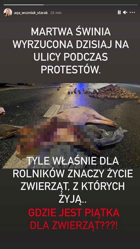 Agrounia zostawiła na ulicy jedzenie i martwą świnię