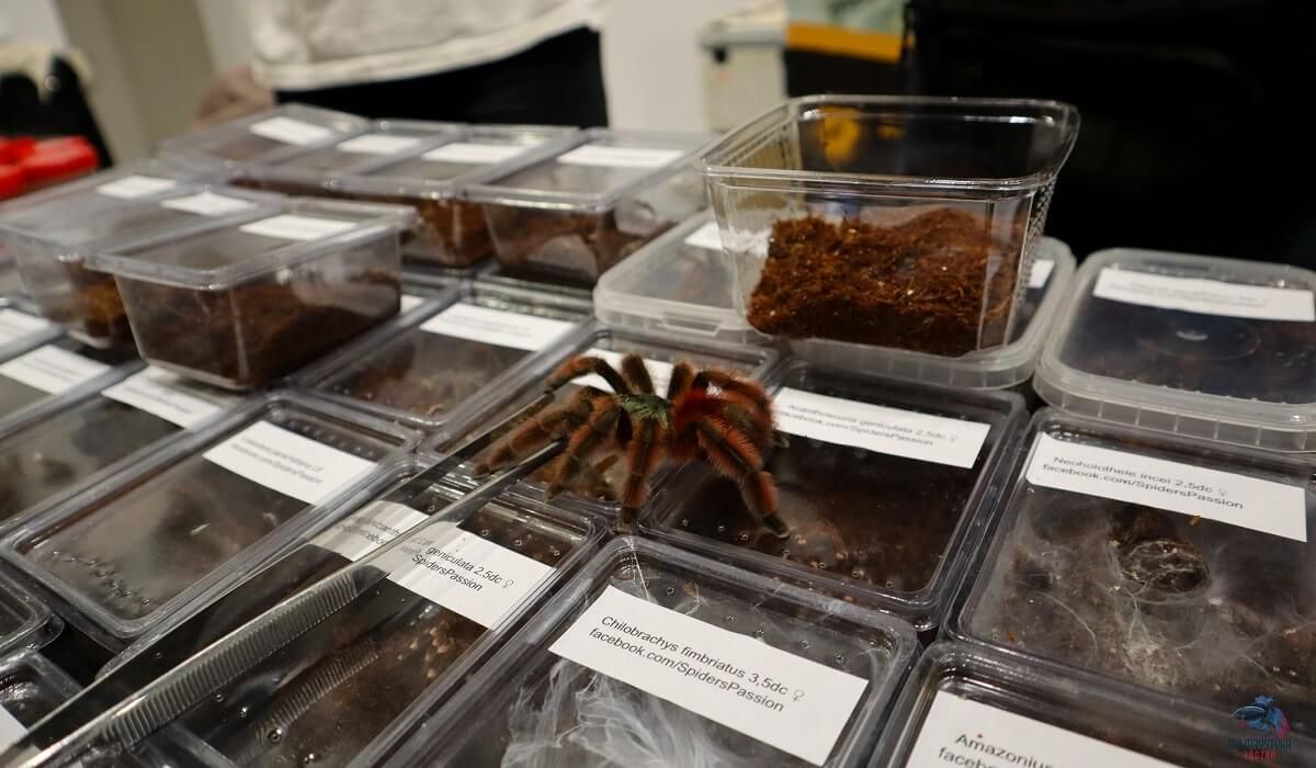 Egzotyczne Zwierzęta - Targi Terrarystyczne i Botaniczne w Lublinie