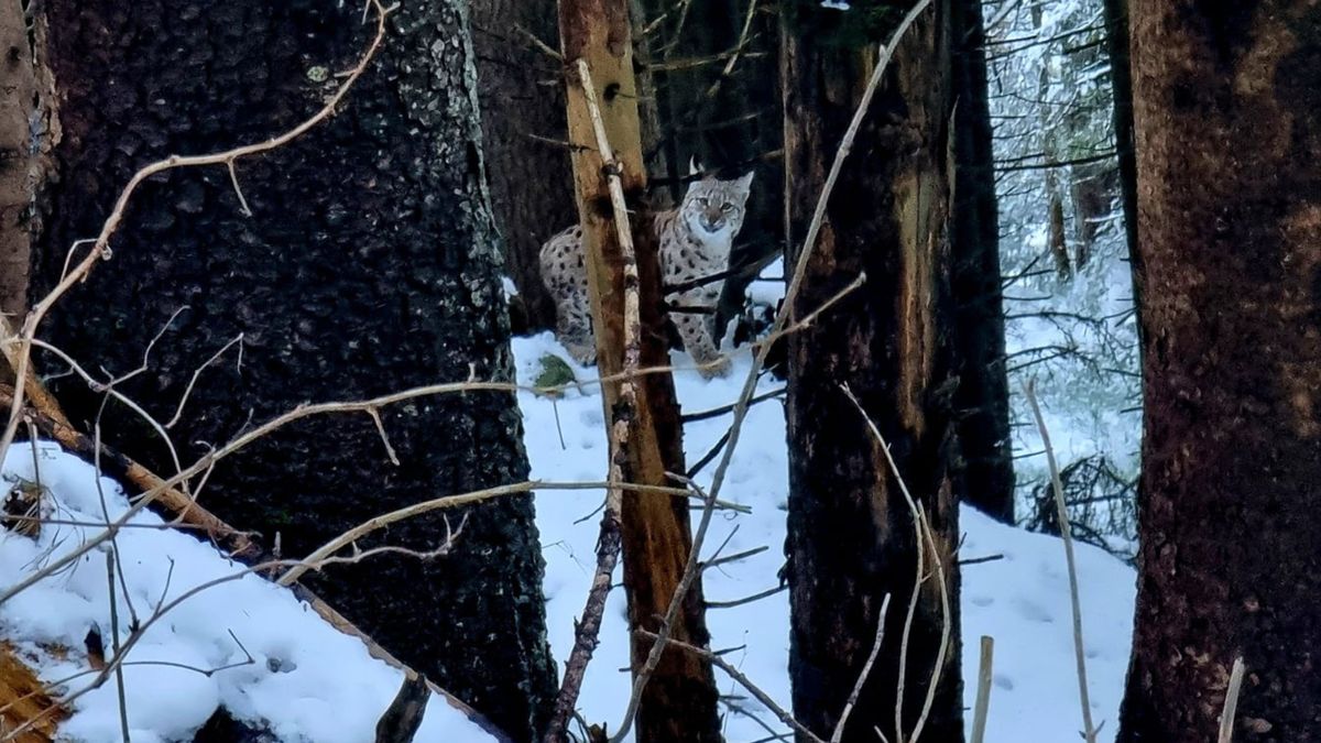 Rysie to rzadko spotykane w Tatrach zwierzęta
