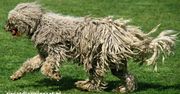 Komondor – gigant w dredach. Niezwykły stróż z Węgier