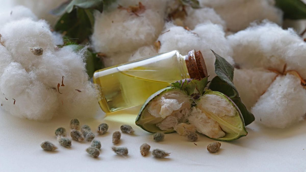 Olej z nasion bawełny ma szerokie zastosowanie w kuchni i kosmetyce.