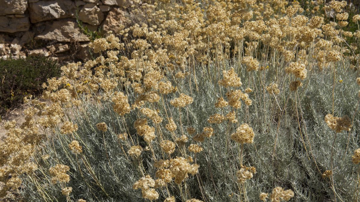 Kocanka włoska to roślina o wielu właściwościach leczniczych, która łagodzi wiele dolegliwości