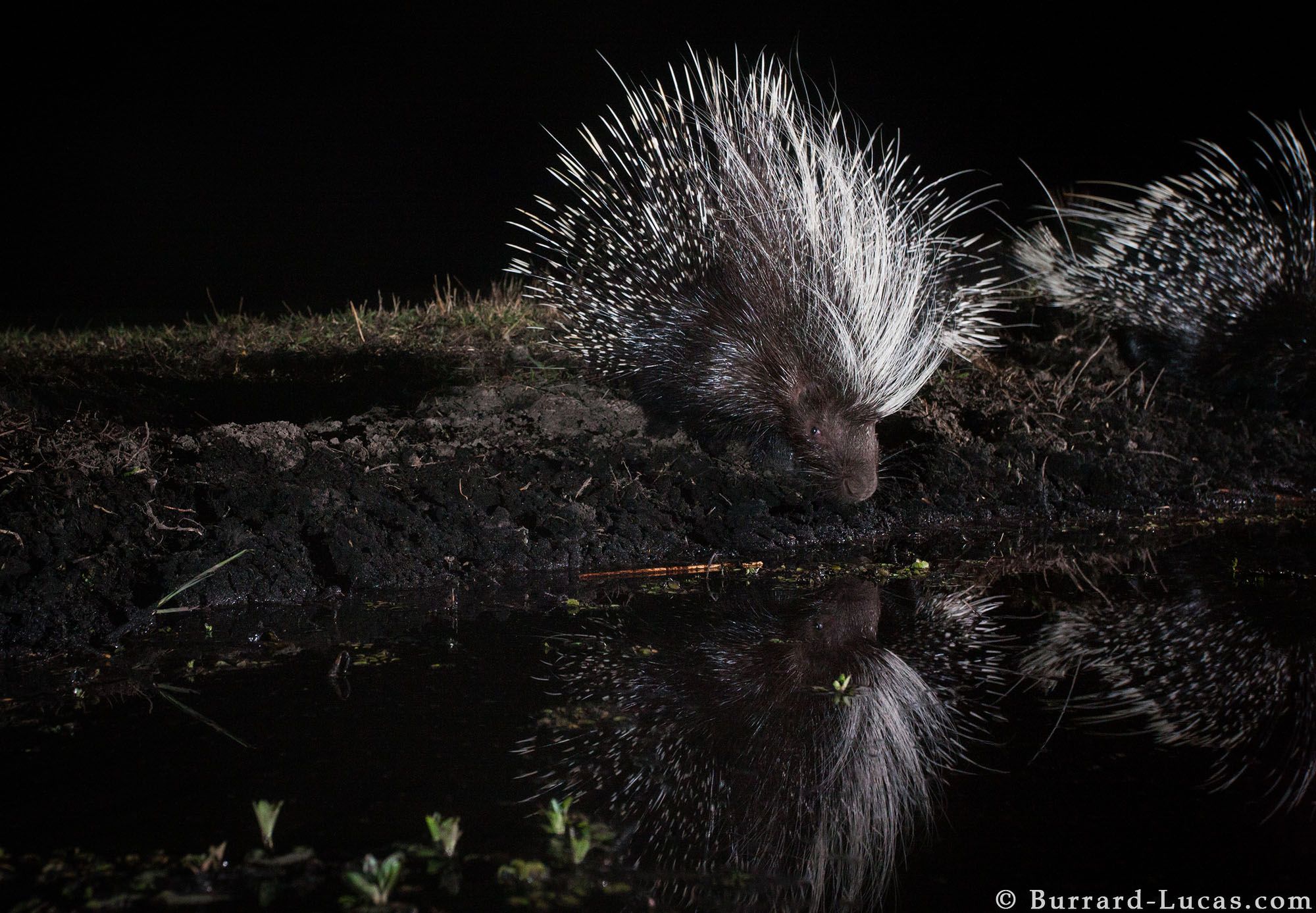 Nocne życie dzikich zwierzęt na tle rozgwieżdżonego nieba, czyli Will Burrard-Lucas i jego foto-pułapki 10