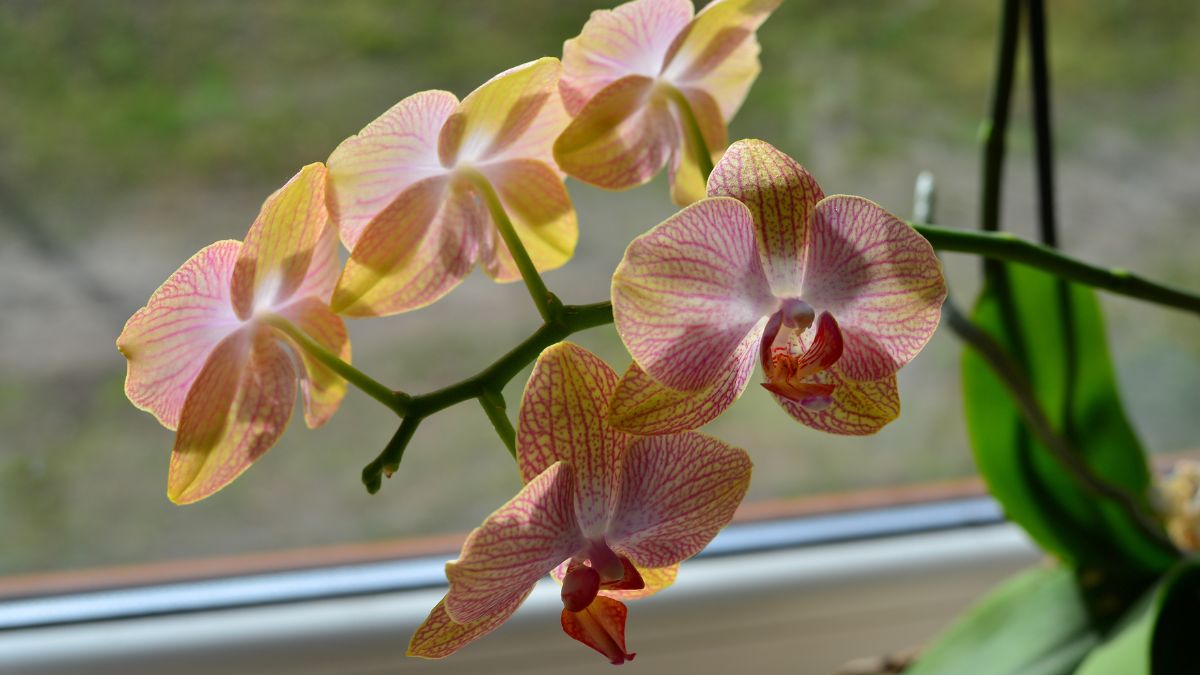 Jak dbać o storczyka?