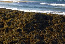 Plaga alg w Hiszpanii. Zagrażają turystyce i środowisku