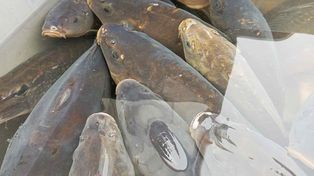 Inowrocław: Takie ceny wynotowaliśmy na Targowisku Miejskim 29 listopada 2025