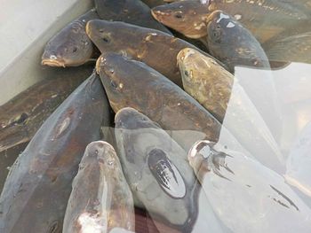 Inowrocław: Takie ceny wynotowaliśmy na Targowisku Miejskim 29 listopada 2025