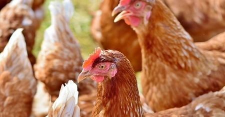Lubelskie: Kolejne ogniska ptasiej grypy. Trwa gazowanie 70 tys. sztuk żywego drobiu