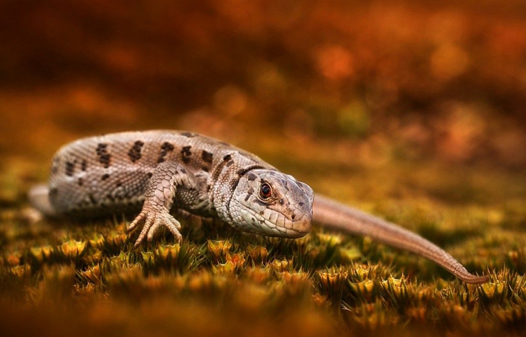 Warsztaty artystycznej fotografii przyrodniczej makro z Arkadiuszem Makowskim 9