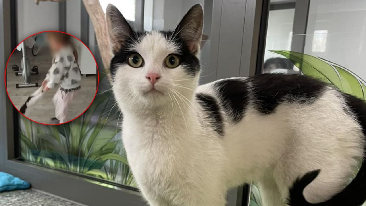 Mała dziewczynka znęcała się nad kotem.