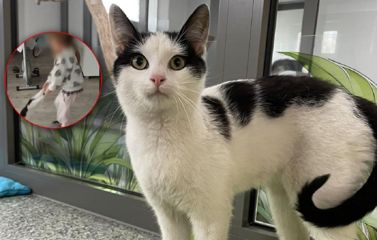 Znęcała się nad kotem. Na sierści znaleziono stary klej