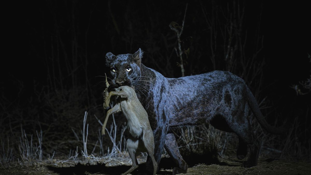 Czarna pantera to ekstremalnie rzadkie zwierzę.
