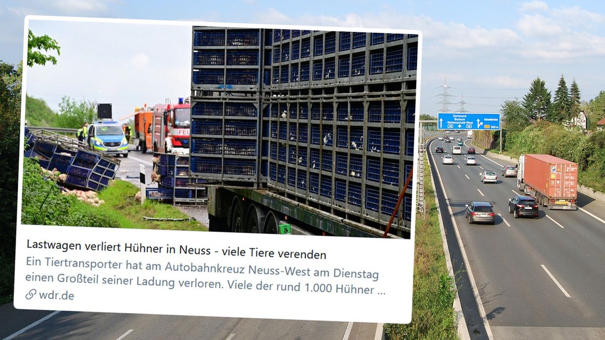 Klatki z kurami wypadły na pobocze autostrady