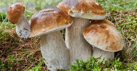 Prawdziwek – co warto o nim wiedzieć?