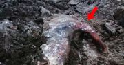 Odkrycie zszokowało naukowców. "Bestia z epoki lodowcowej"