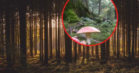 Leśnicy zobaczyli je w Bieszczadach. Mówią, co to oznacza