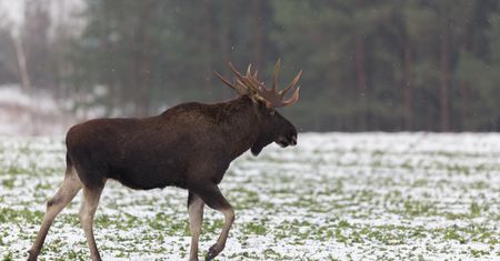 Park narodowy apeluje. Chodzi o bezpieczeństwo ludzi i zwierząt