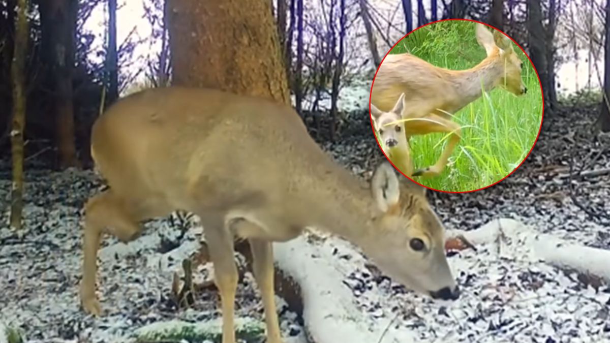 Nagranie z sarną i jej potomstwem.