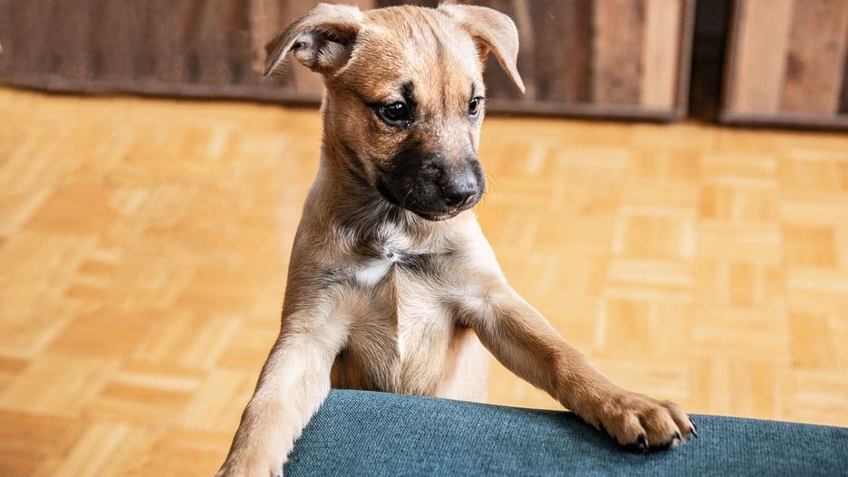 Mały szczeniak może budzić opiekunów w środku nocy