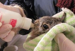 Warszawa. W stolicy działa ośrodek rehabilitacji dzikich zwierząt. Pomoc po urazach