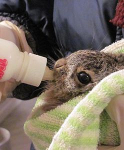 Warszawa. W stolicy działa ośrodek rehabilitacji dzikich zwierząt. Pomoc po urazach