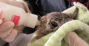Warszawa. W stolicy działa ośrodek rehabilitacji dzikich zwierząt. Pomoc po urazach