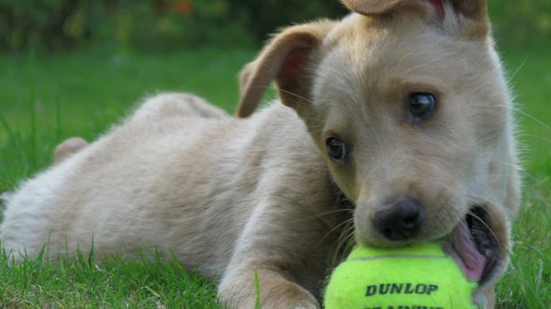 Wideo dnia: szczur, który myśli, że jest psem 1