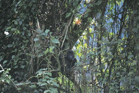 Trzyletni chłopiec przeżył 11 dni w amazońskiej dżungli