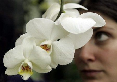 Orchidea, która macha pylnikiem