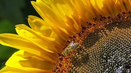 W lecie pszczoły i osy mogą być niebezpieczne