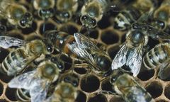 Człowiek pszczole wilkiem