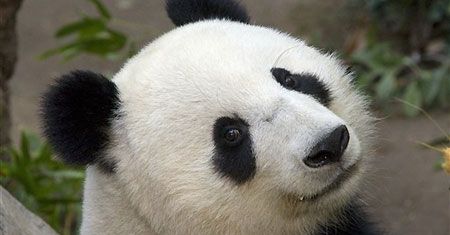 Panda z San Diego po raz czwarty zostanie mamą