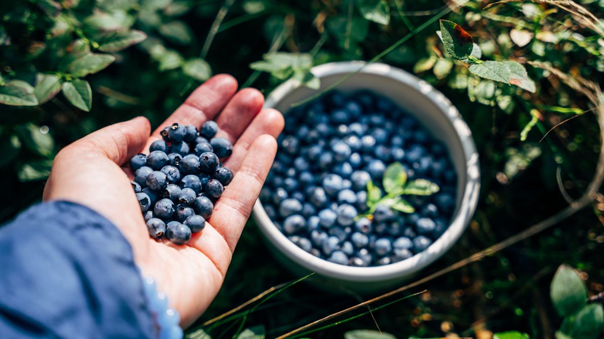 Picking wild blueberries in a forest
Close-up photo of a hand full of ripe freshly picked blueberries in a forest. This is a calming connection with nature and the joy of slow, mindful living
Anastasiia Voloshko