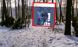 Lizał auto. Zdjęcie obiega sieć. Leśnicy tłumaczą