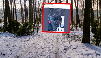 Lizał auto. Zdjęcie obiega sieć. Leśnicy tłumaczą