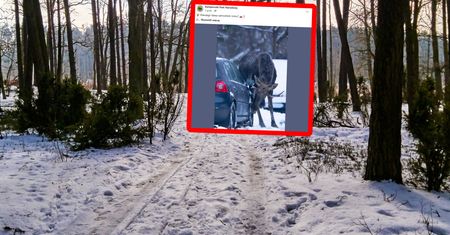 Lizał auto. Zdjęcie obiega sieć. Leśnicy tłumaczą