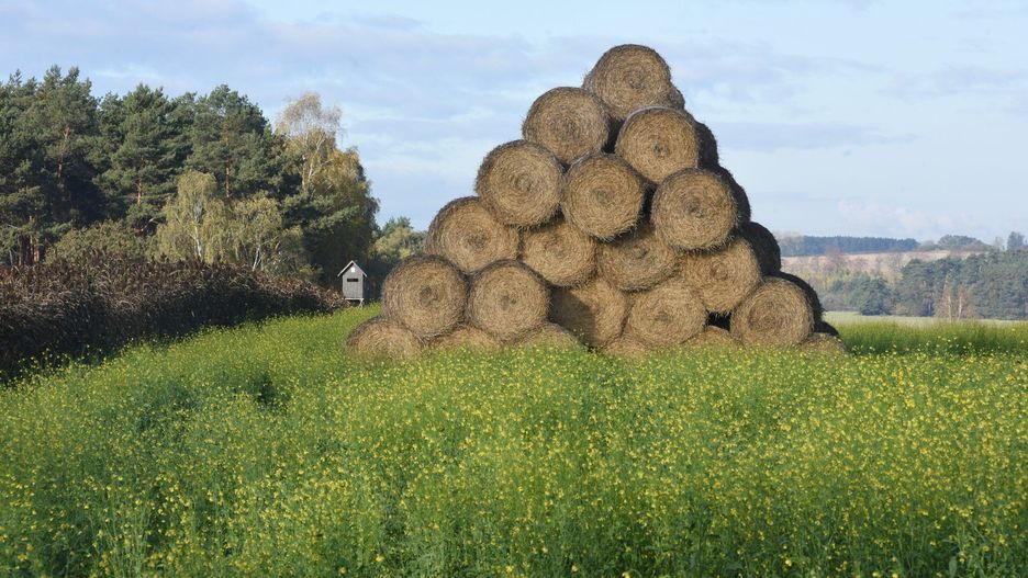 Agrofagi to wszystkie organizmy żywe, które w jakikolwiek sposób powodują straty w plonach lub pogarszają jakość produktów roślinnych.