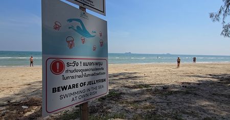 Ostrzeżenia na popularnych plażach. Te stworzenia potrafią zabić człowieka