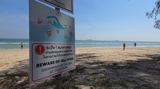 Ostrzeżenia na popularnych plażach. Te stworzenia potrafią zabić człowieka
