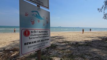 Ostrzeżenia na popularnych plażach. Te stworzenia potrafią zabić człowieka