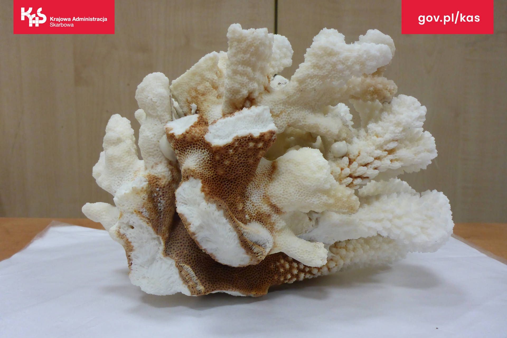 Fragment rafy koralowej, który obywatelka Norwegii przywiozła do Polski jako kupioną za granicą pamiątkę