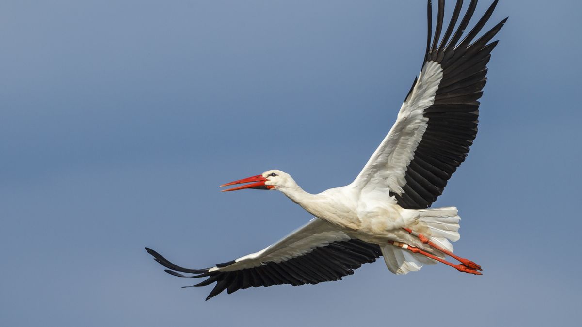Bociany wracają do kraju