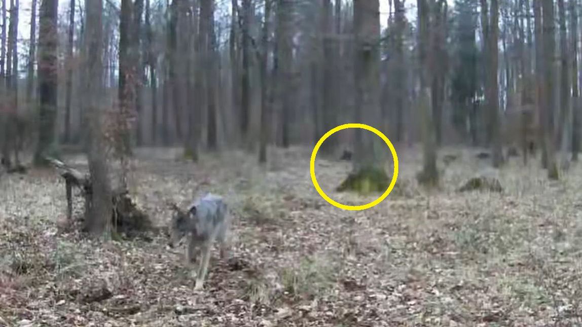 Sfora wilków nagrana przez fotopułapkę.