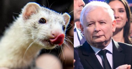 "Piątka dla zwierząt" nie trafi do dalszych prac. Koniec pomysłu Kaczyńskiego