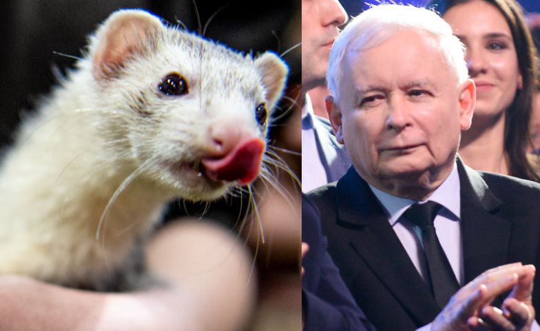 Piątka dla zwierząt przepadła w "zamrażarce"
