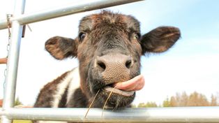 Polskie bydło choruje, strefa zagrożenia rośnie